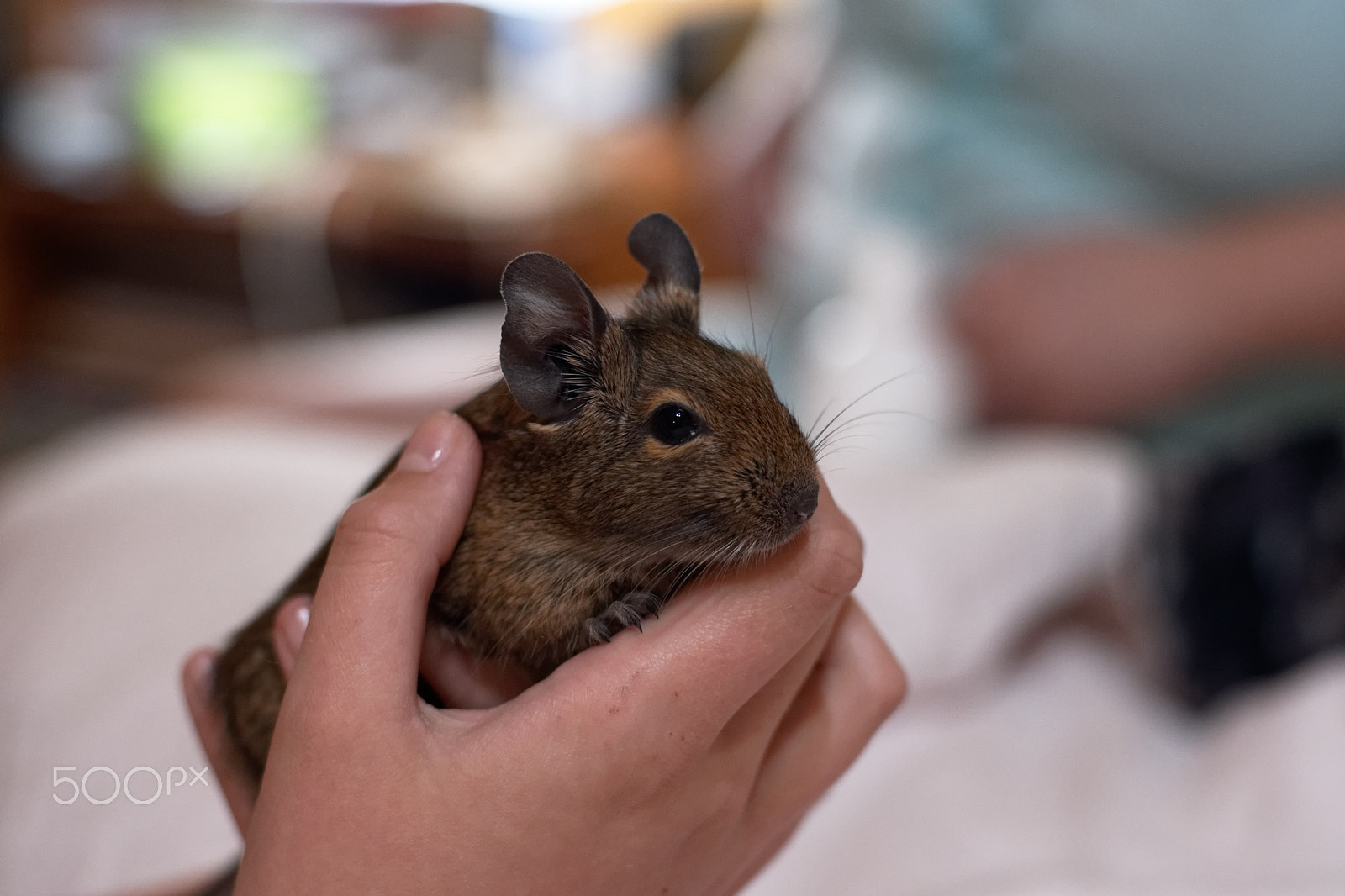 Pentax K-70 + A Series Lens sample photo. Degu "tosia". photography