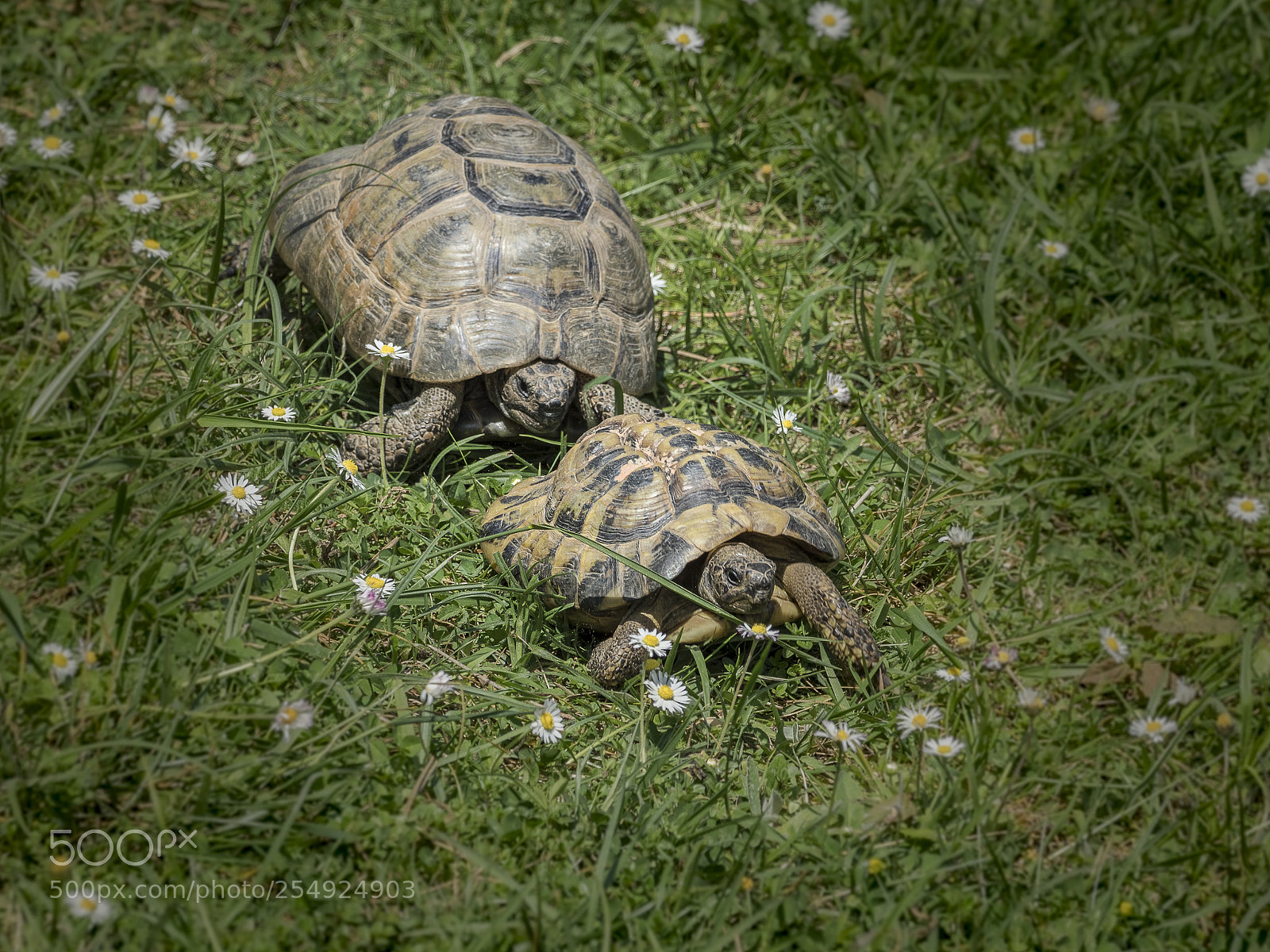 Olympus OM-D E-M1 Mark II sample photo. A turtle race photography