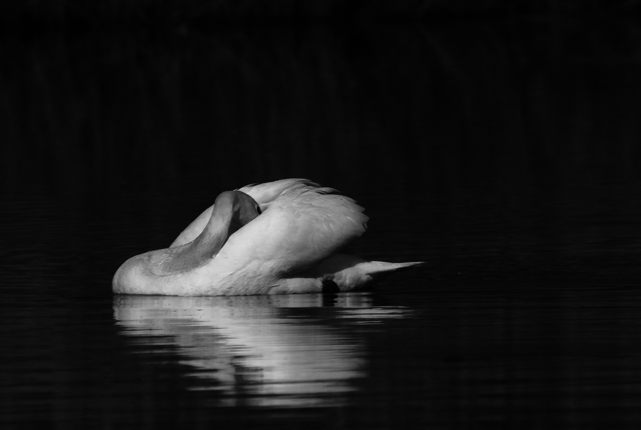 Canon EOS 7D Mark II sample photo. Cygne blanc photography