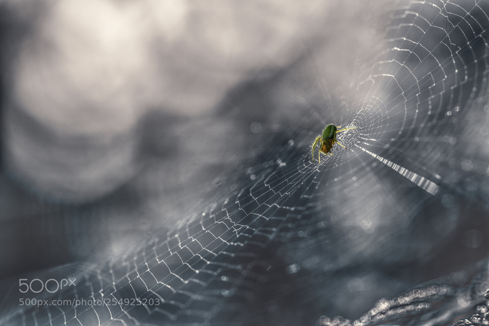 Sony a7R II sample photo. Spider in the web photography