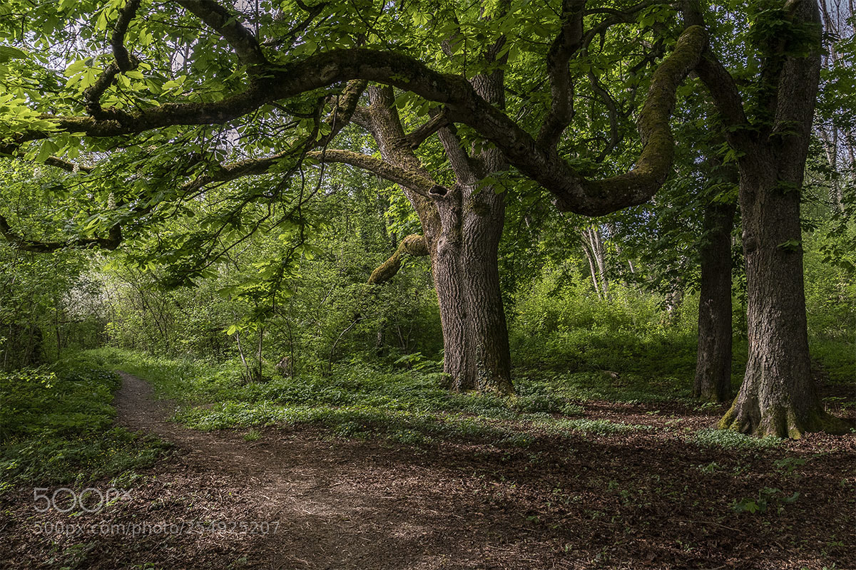Sony a6300 sample photo. Eningen 230418-020 photography