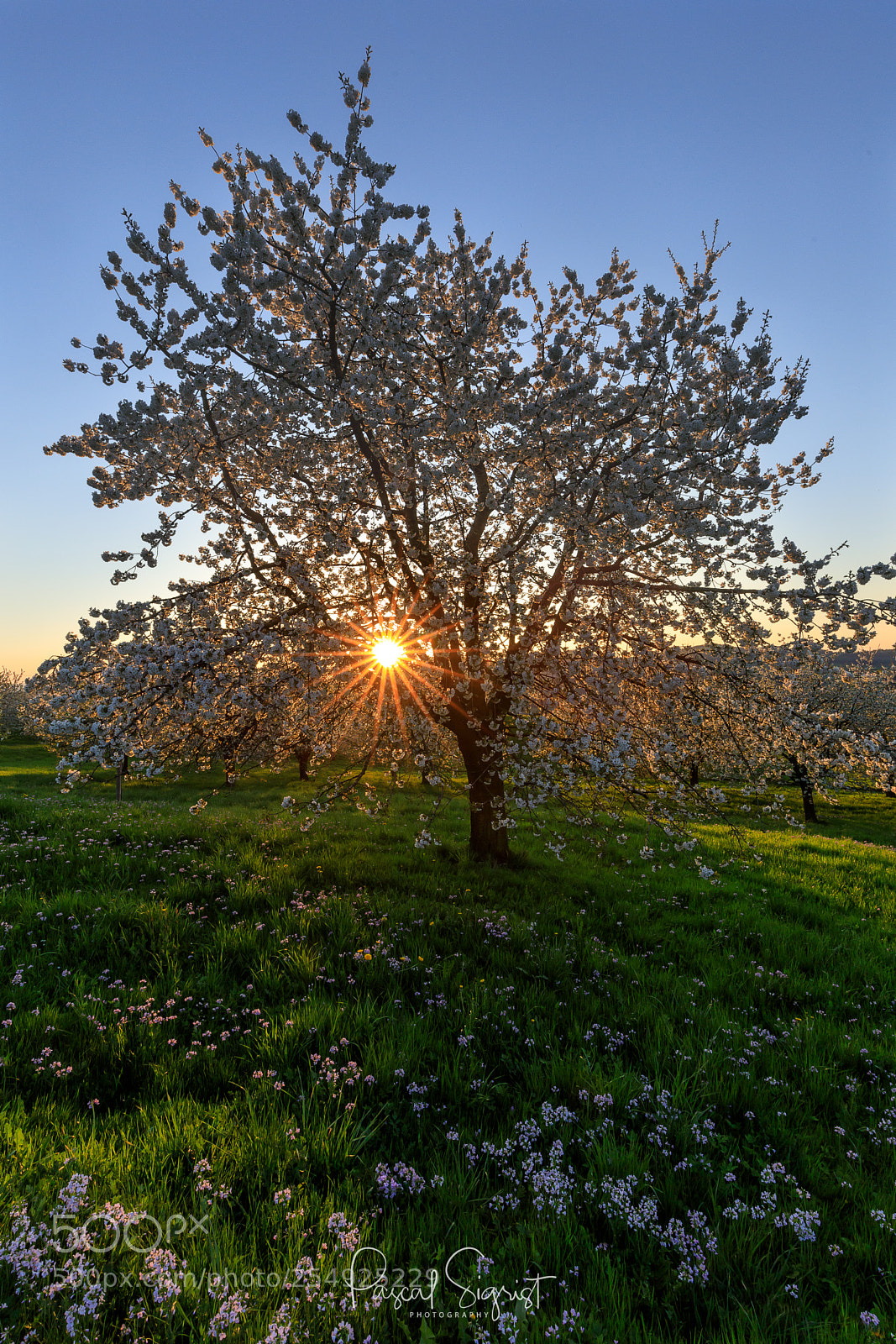 Canon EOS 5D Mark IV sample photo. Magical cherry tree photography
