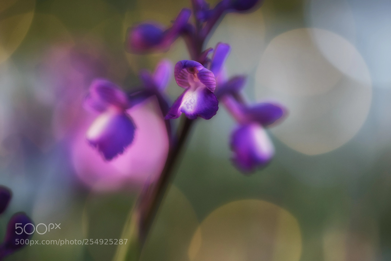 Nikon D7200 sample photo. Orchis champagneuxii photography