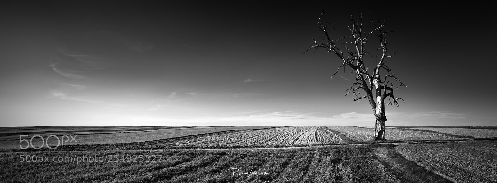 Nikon D810 sample photo. Tree photography
