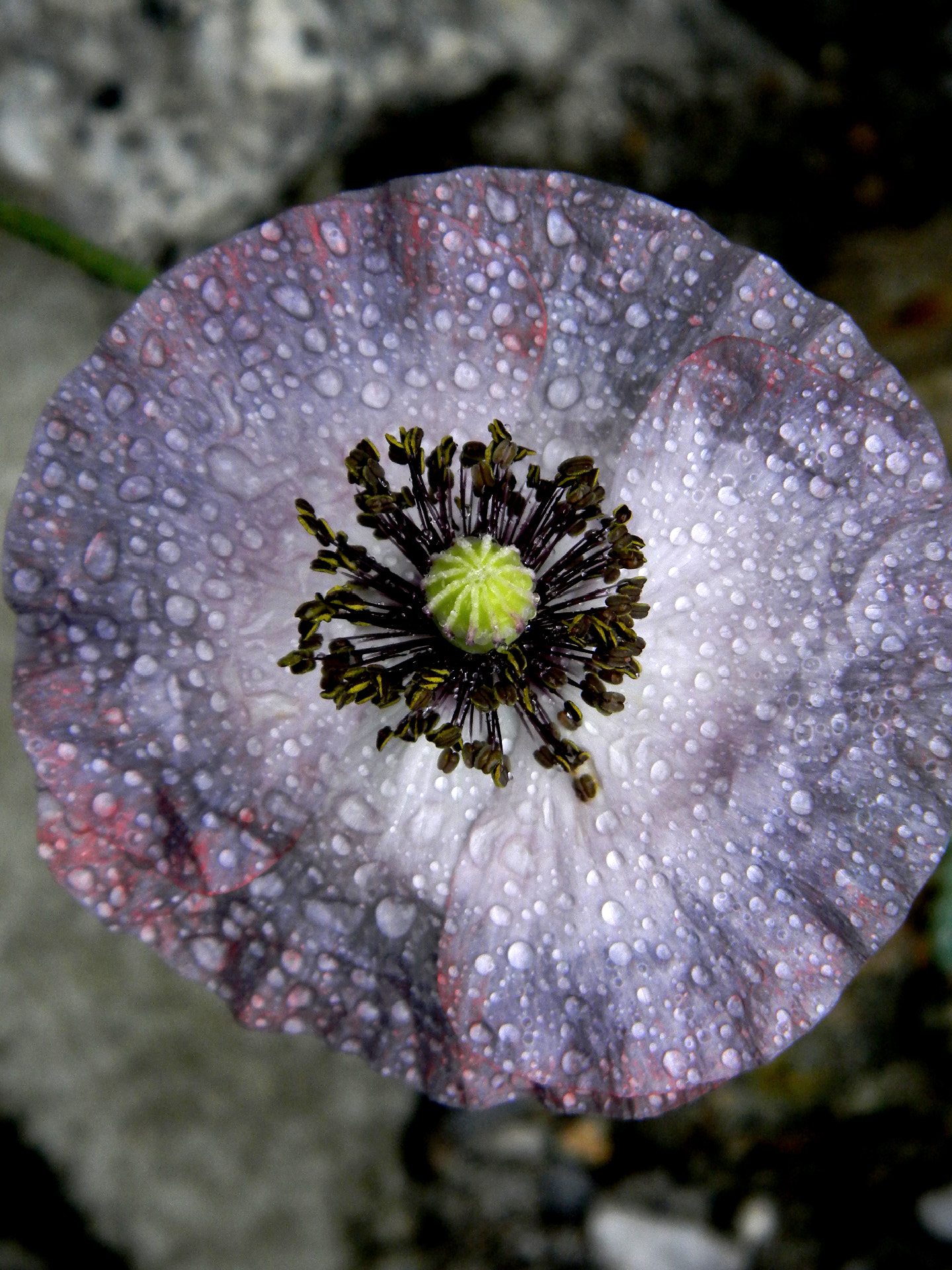 Nikon Coolpix L110 sample photo. Silver flower photography