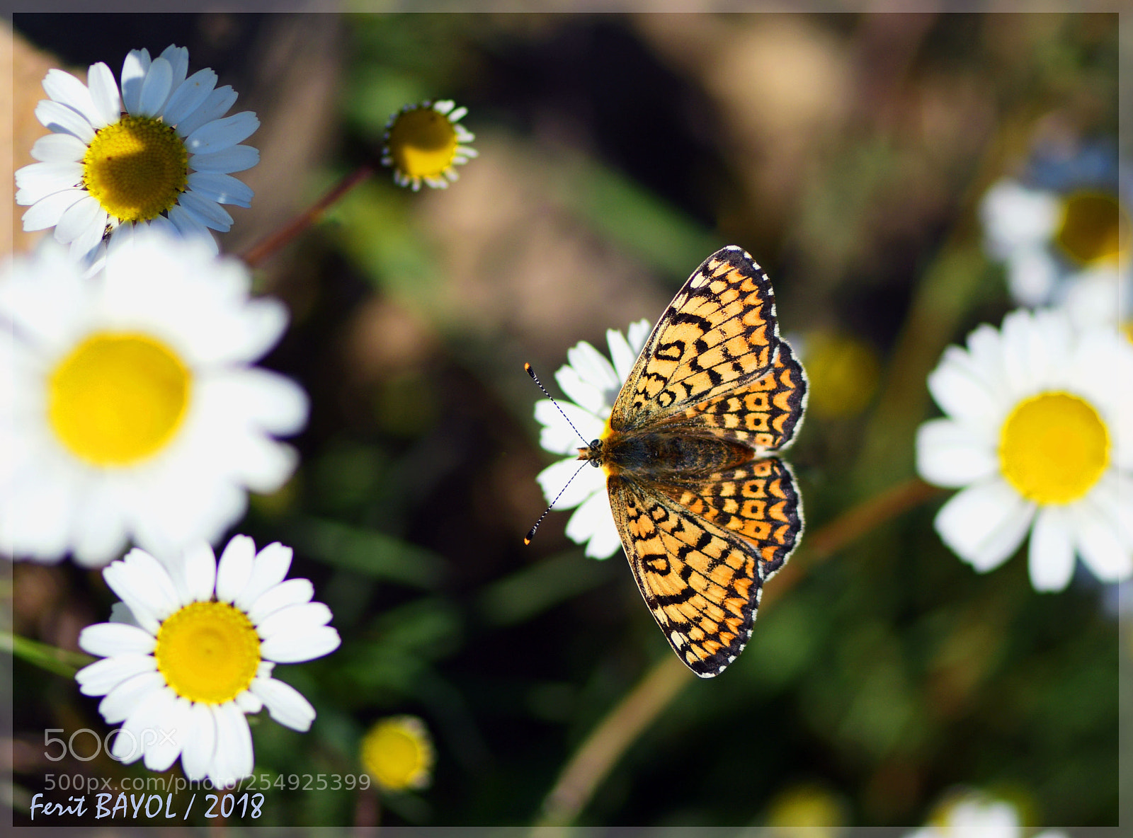 Nikon D500 sample photo. Ilkbahar photography