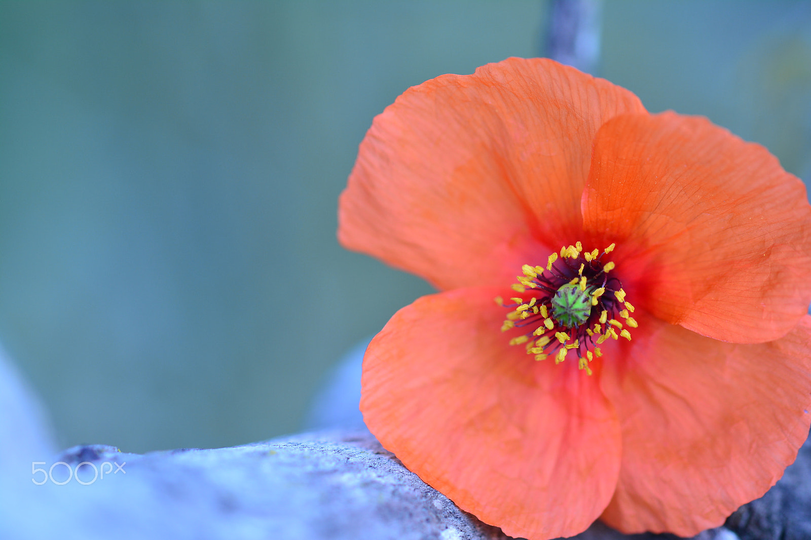 Nikon D7100 + Sigma 105mm F2.8 EX DG OS HSM sample photo. Poppy photography