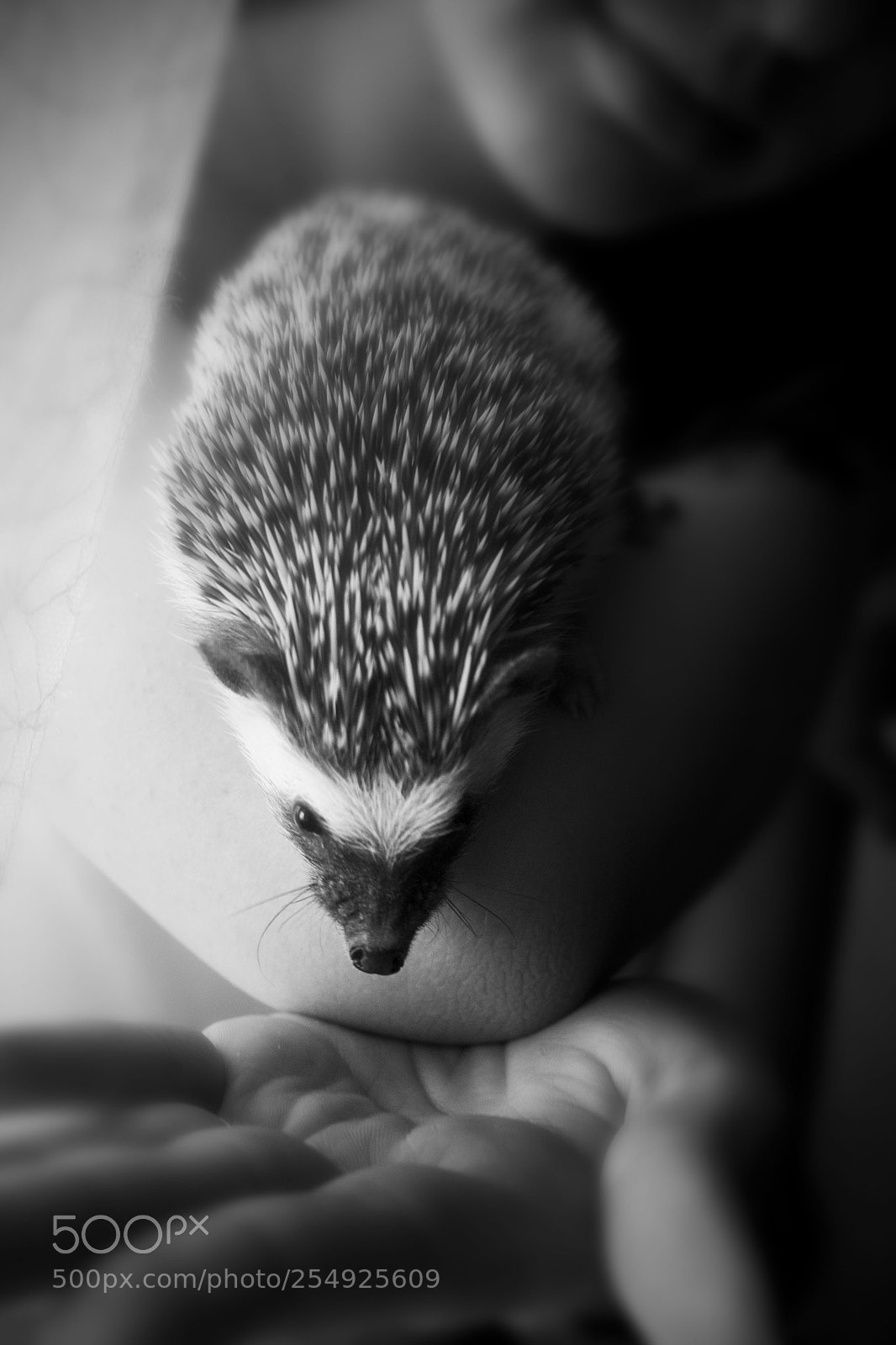 Canon EOS 350D (EOS Digital Rebel XT / EOS Kiss Digital N) sample photo. Miss hedgehog photography