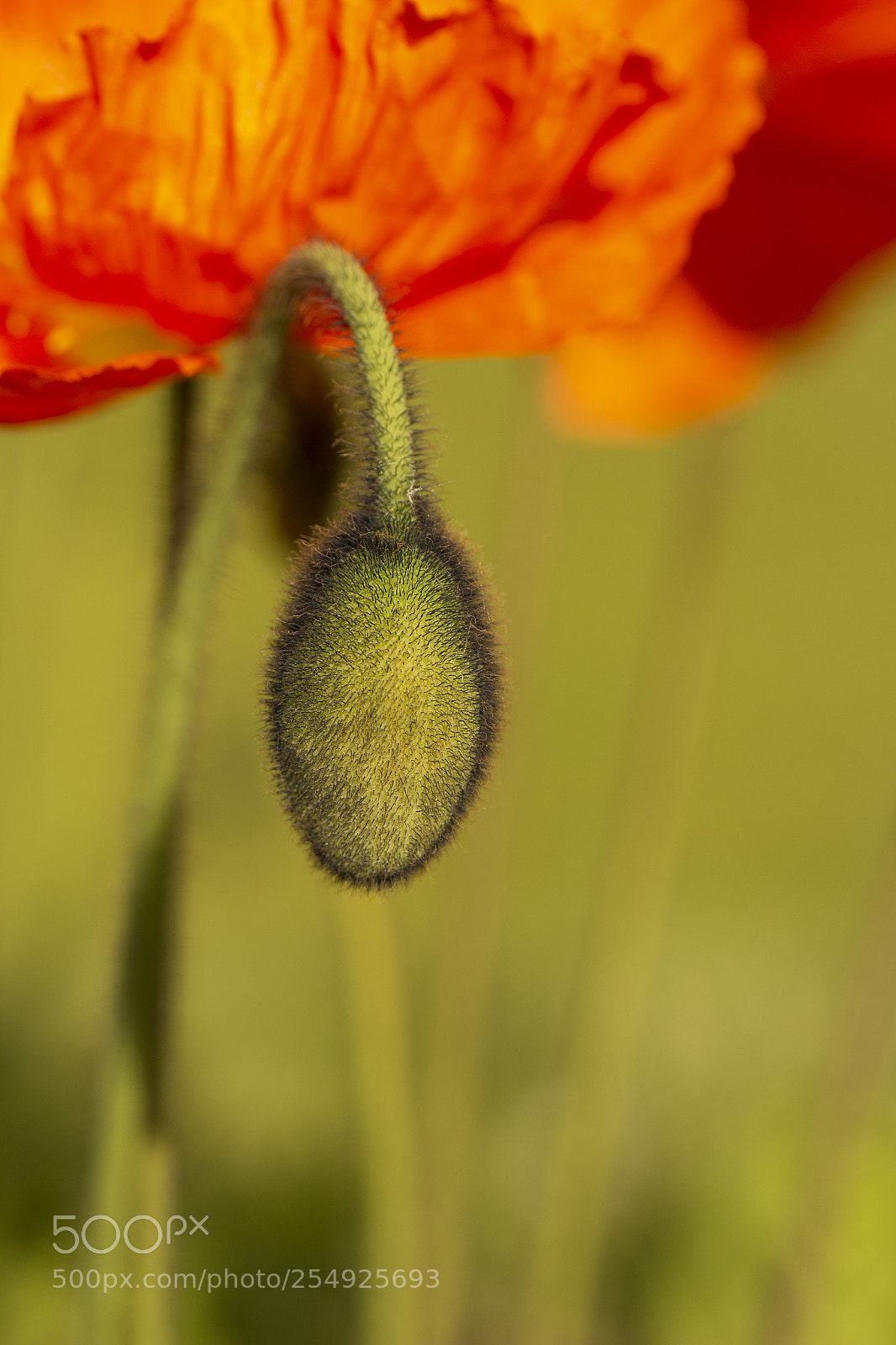 Canon EOS 600D (Rebel EOS T3i / EOS Kiss X5) sample photo. Poppy photography
