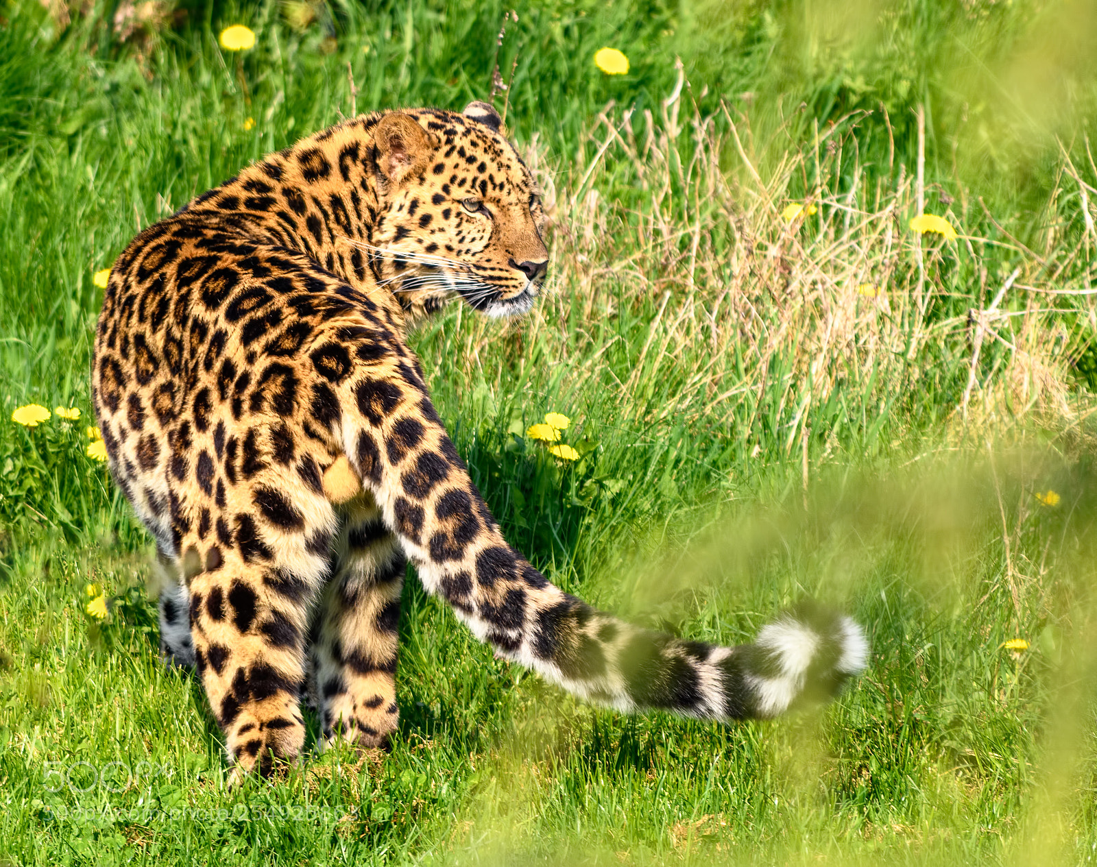 Nikon D850 sample photo. Amur leopard photography