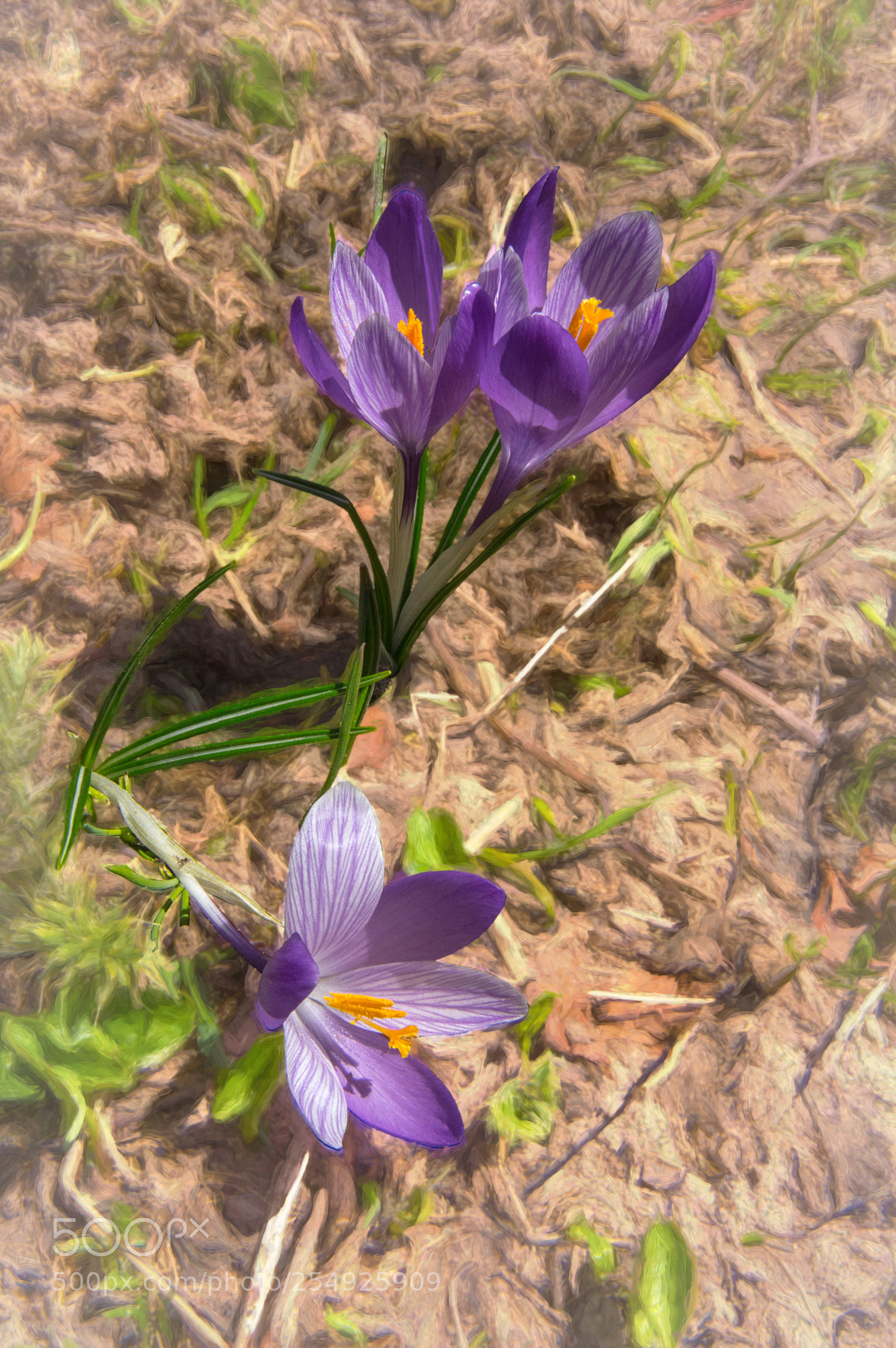 Pentax K-3 sample photo. Crochi photography