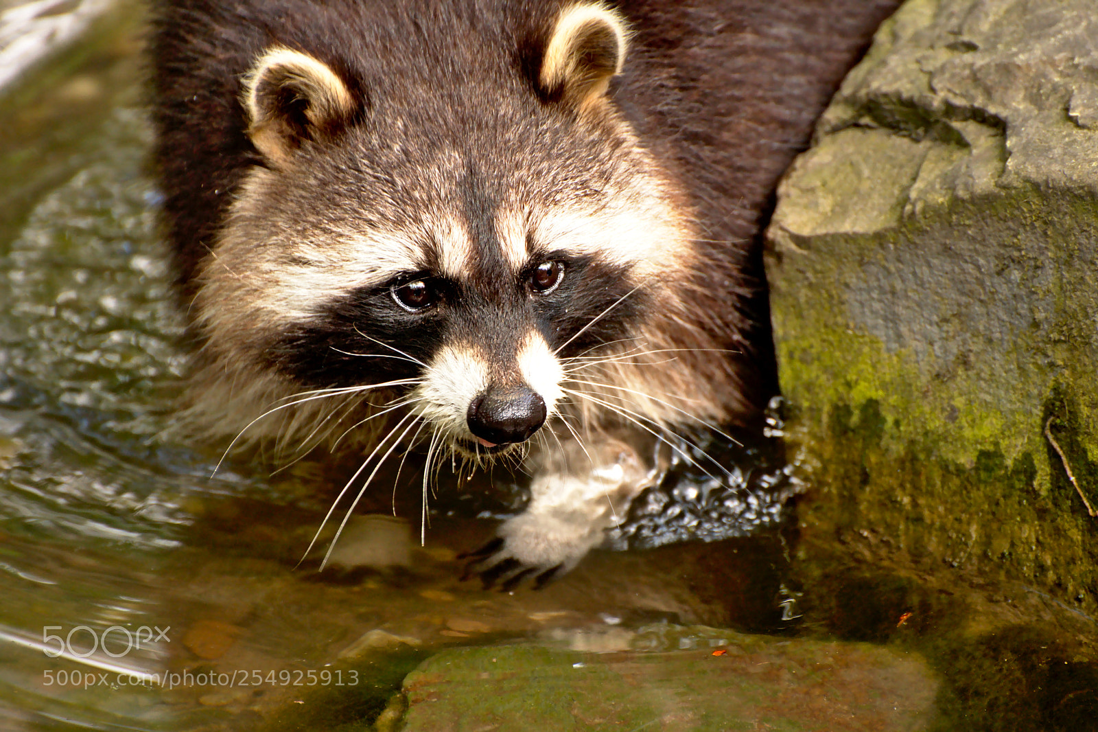 Nikon D3300 sample photo. Racoon photography
