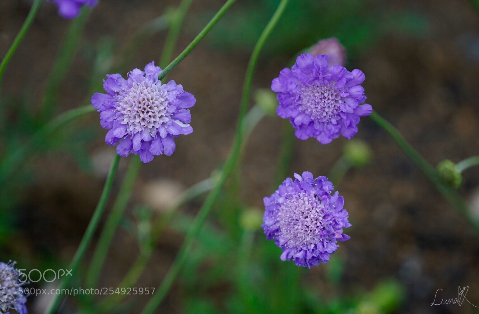 Sony a7R II sample photo. Separated but together in photography