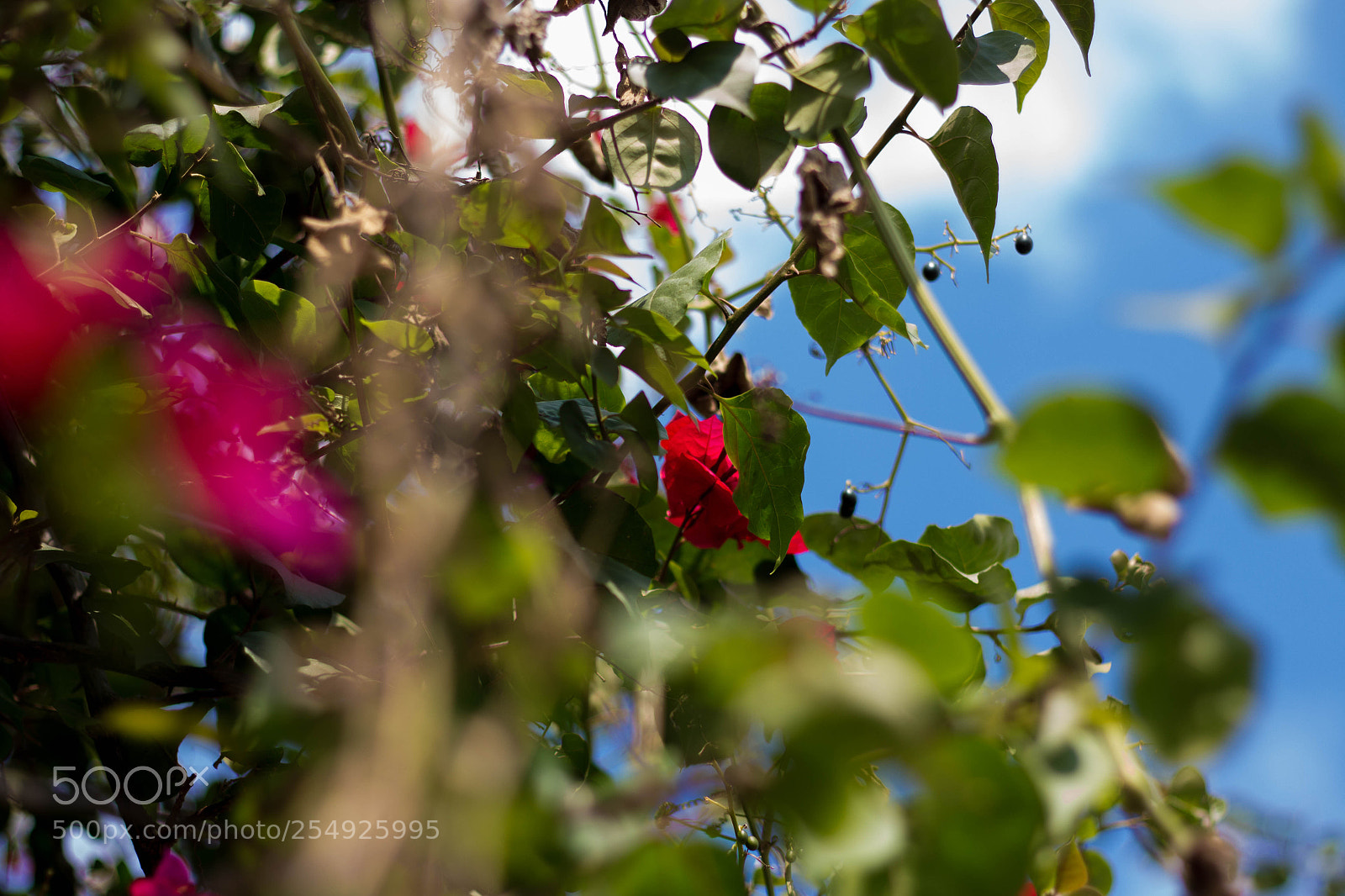 Canon EOS 700D (EOS Rebel T5i / EOS Kiss X7i) sample photo. Spring peace - paz photography