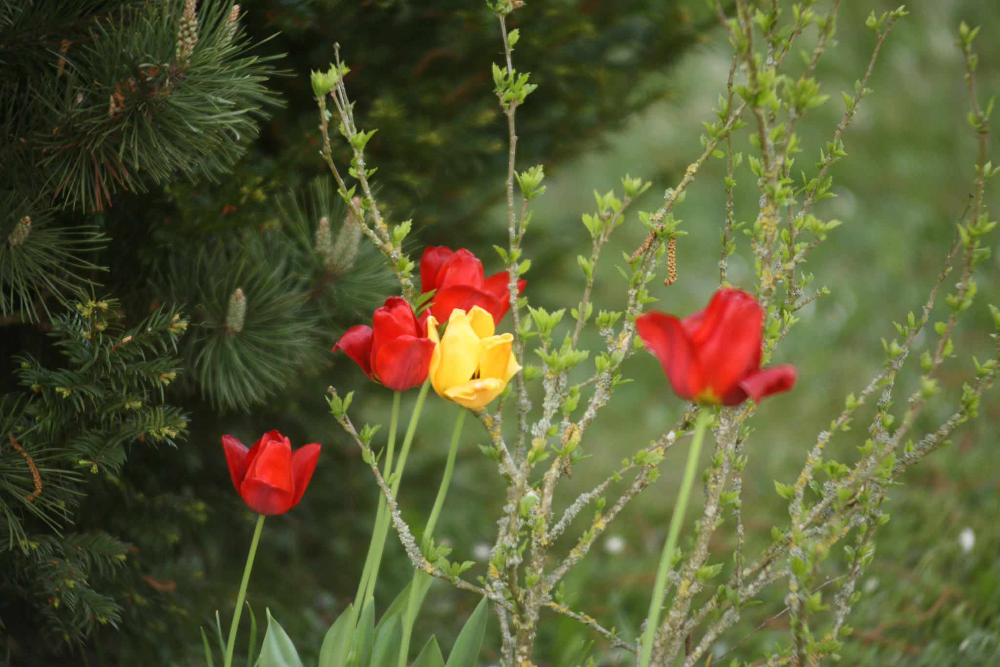 Canon EF 35-80mm f/4-5.6 sample photo. Garden photography