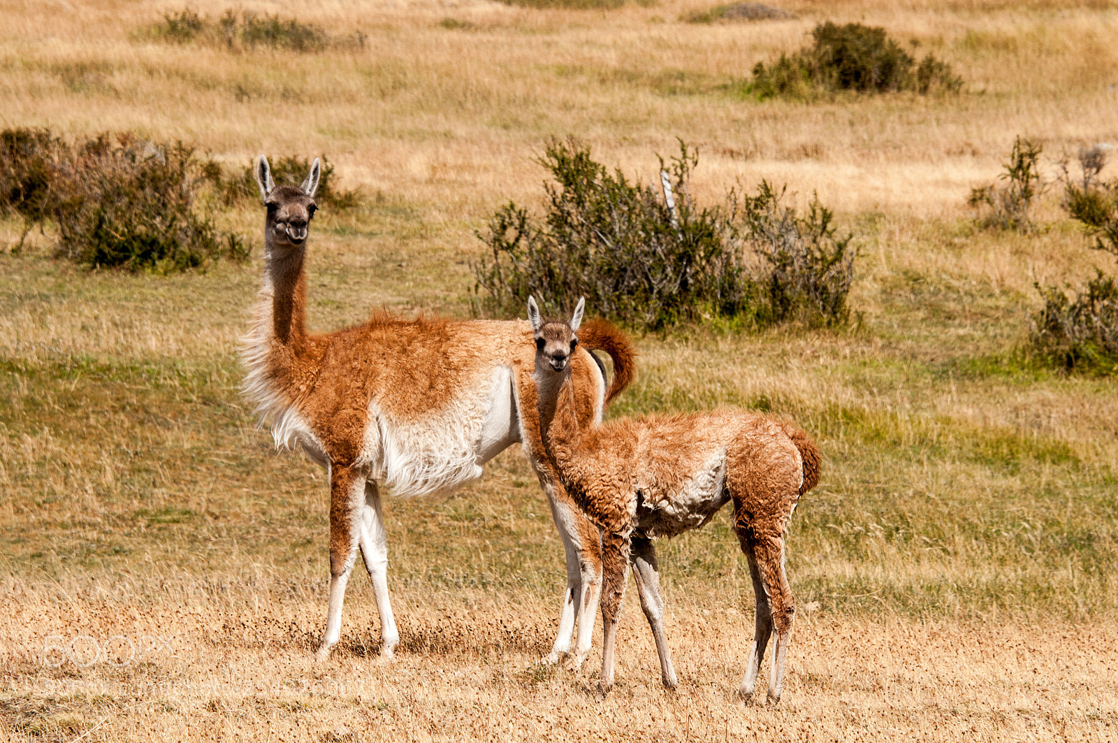 Nikon D90 sample photo. Guanaco family photography