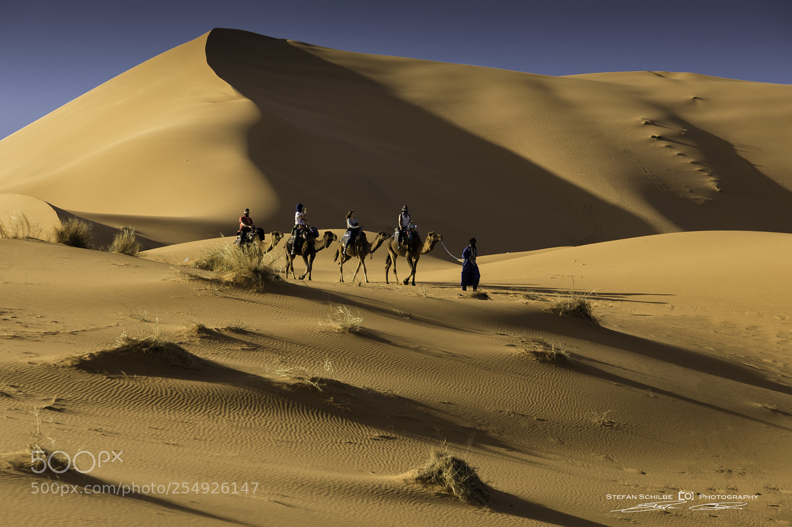 Canon EOS 5D Mark IV sample photo. Desert views: camels crossing photography