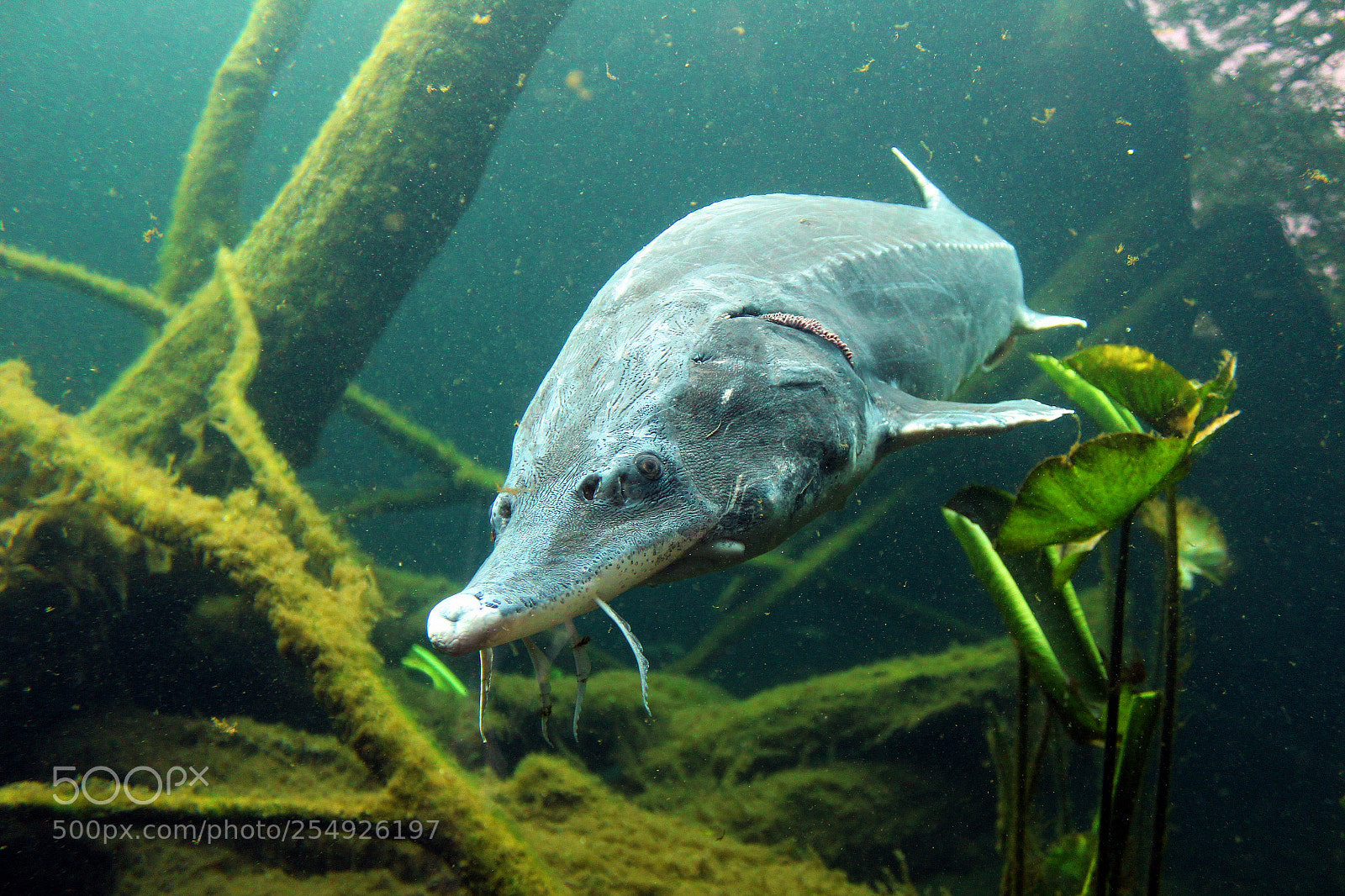 Canon EOS 1300D (EOS Rebel T6 / EOS Kiss X80) sample photo. Sturgeon at zoo sch photography