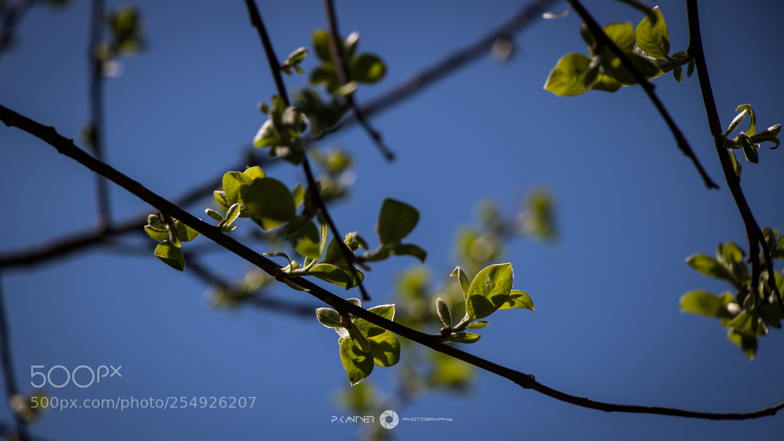 Canon EOS 760D (EOS Rebel T6s / EOS 8000D) sample photo. Img photography