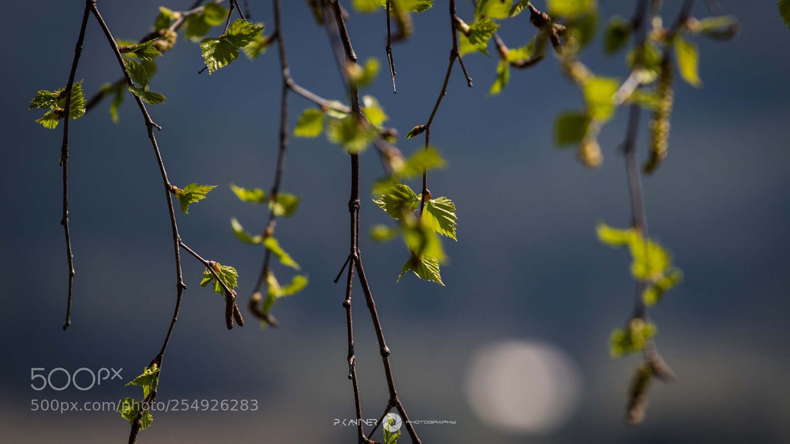 Canon EOS 760D (EOS Rebel T6s / EOS 8000D) sample photo. Img photography