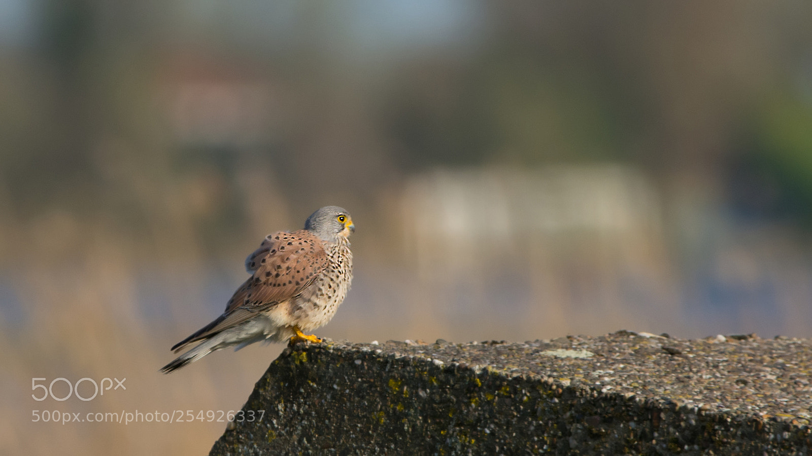 Nikon D7100 sample photo. Guarding the bunker photography