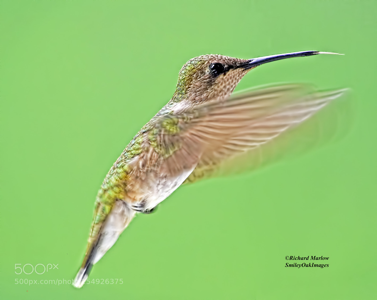 Nikon D5000 sample photo. Hummingbird photography