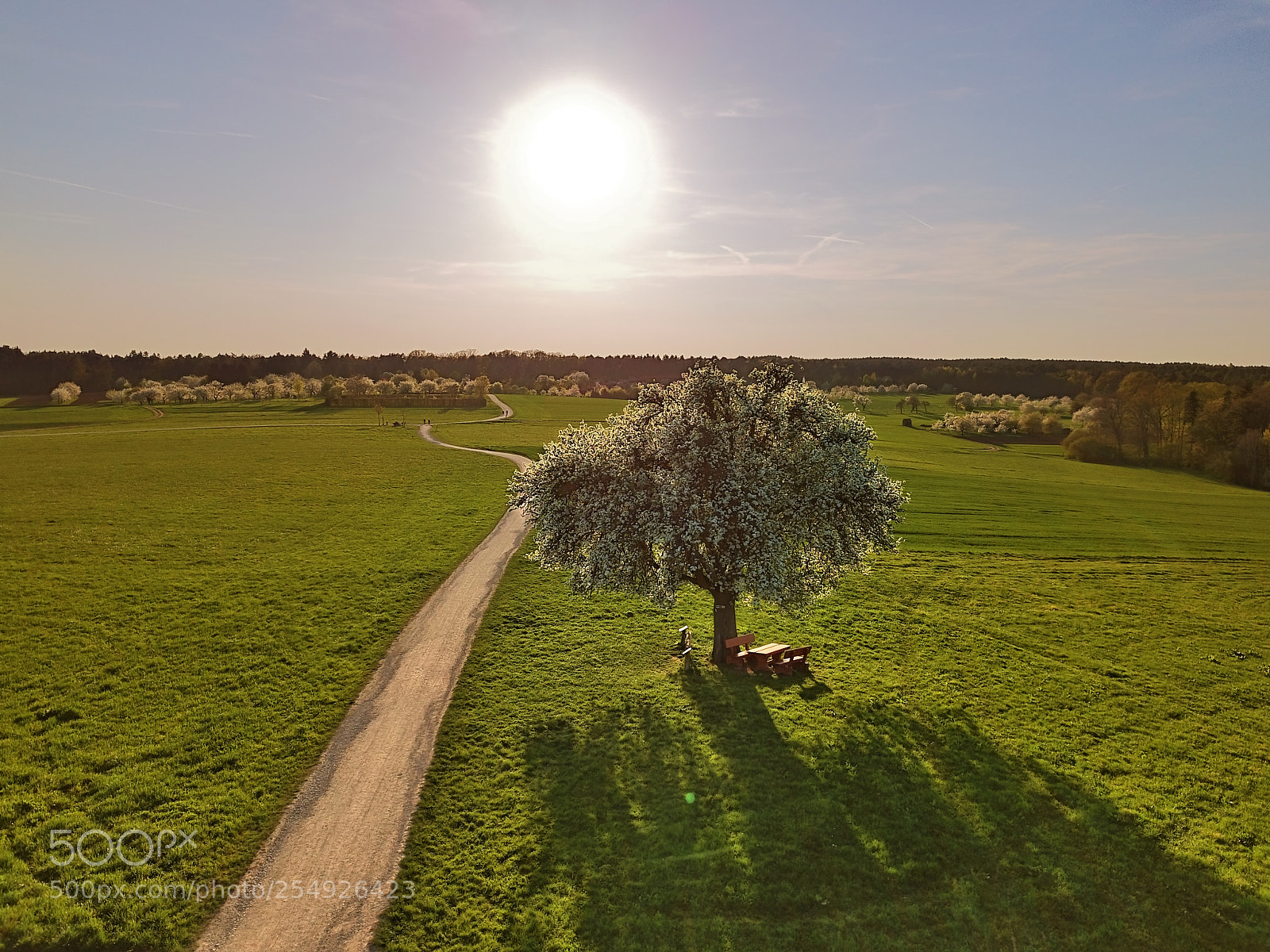 DJI FC220 sample photo. Spring sunset photography