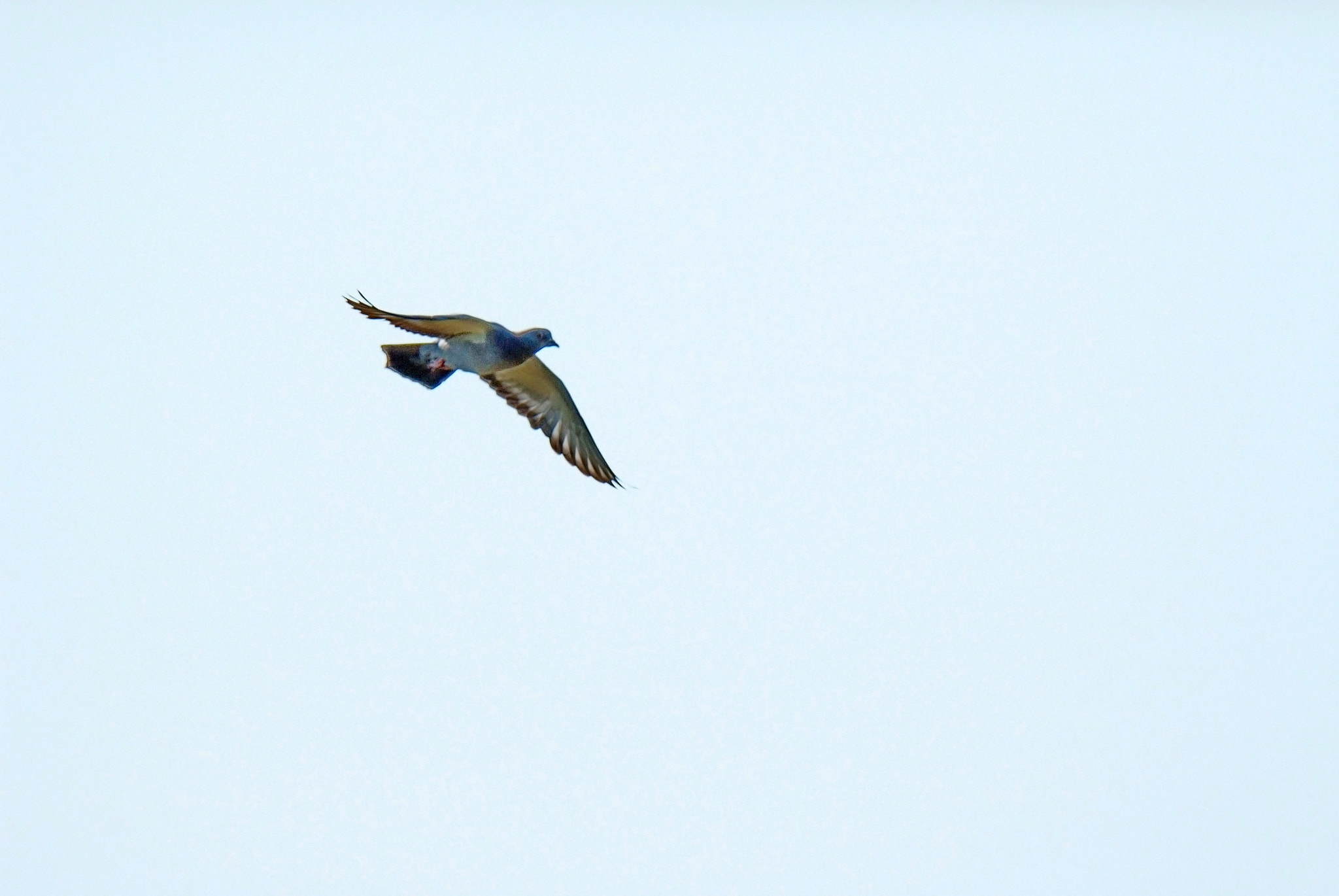 Fujifilm FinePix S5 Pro sample photo. The wild pigeon photography