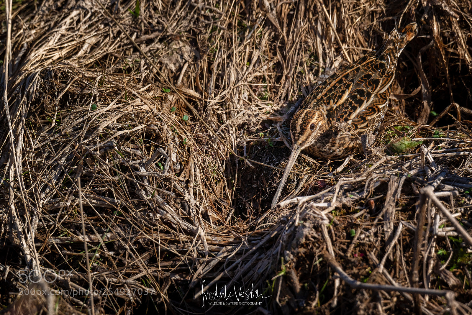 Nikon D610 sample photo. Gallinago gallinago photography