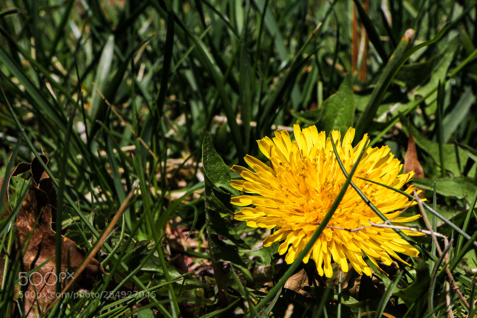 Canon EOS 60D sample photo. Sunflower. photography