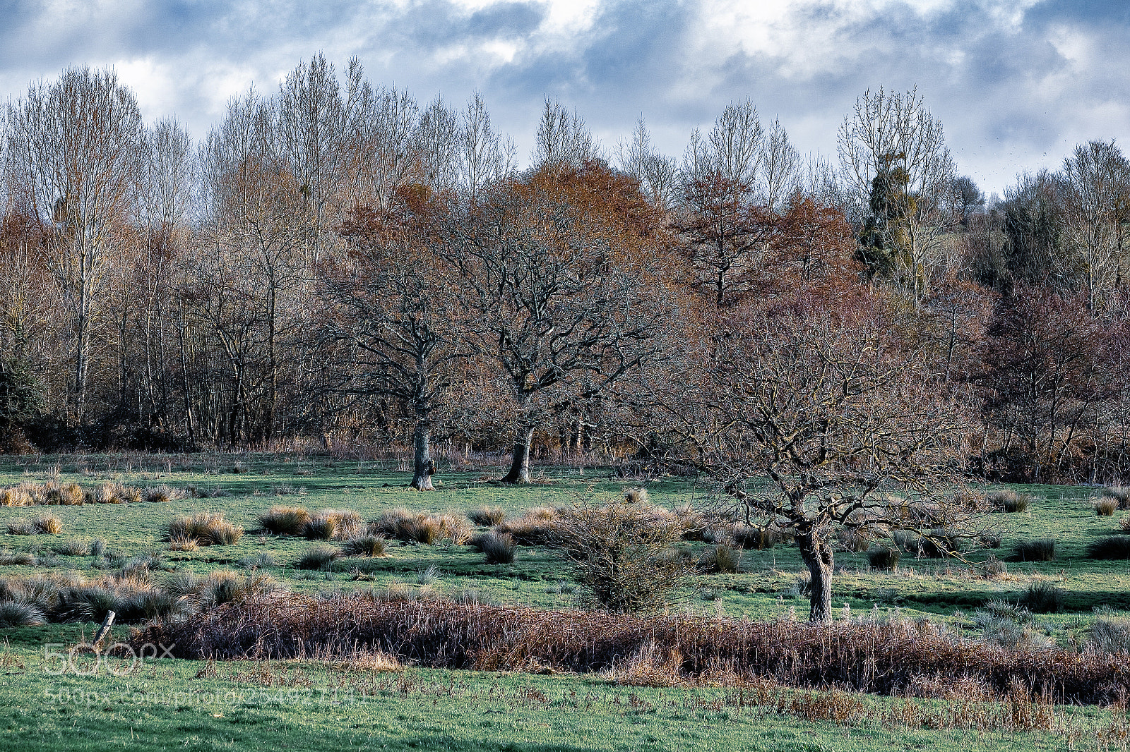 Fujifilm X-T10 sample photo. Saint swamp photography