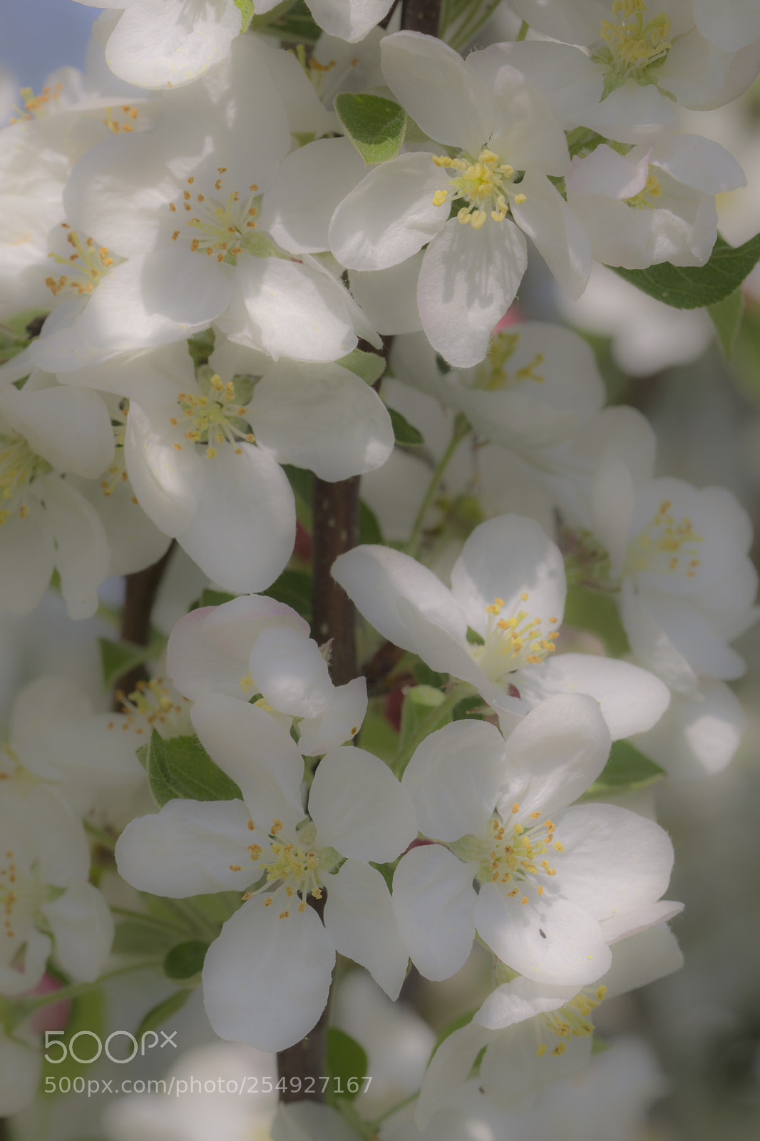 Sony a6000 sample photo. Appel bloesem photography