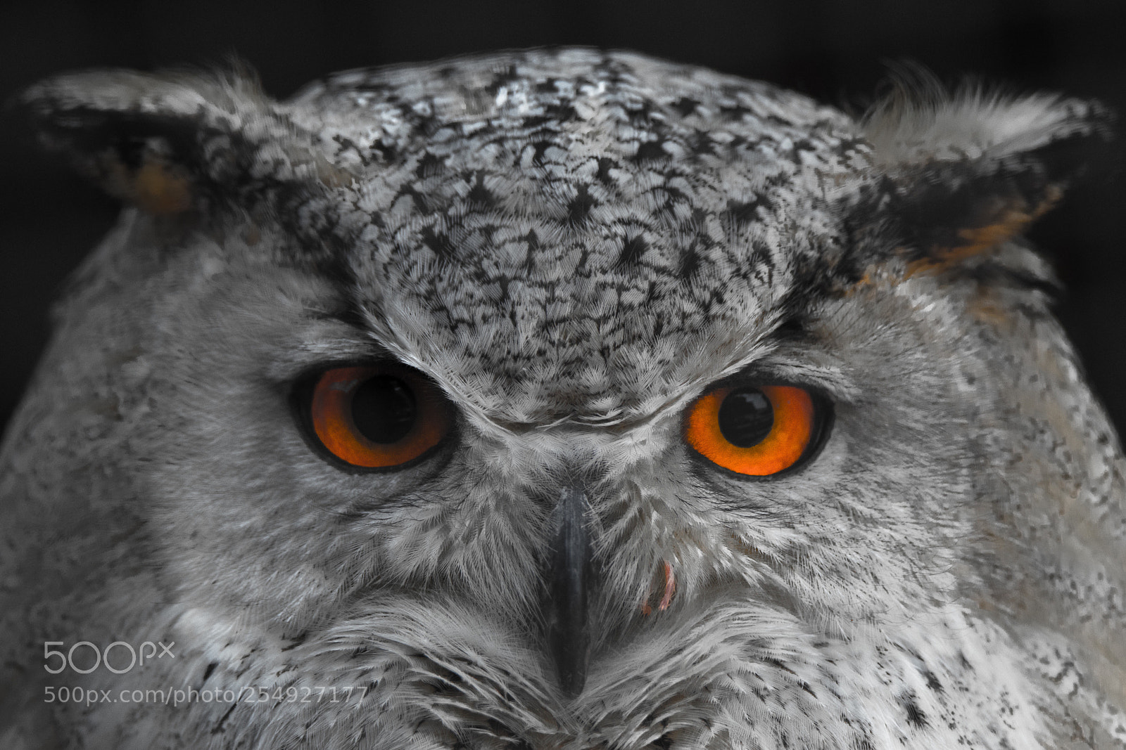Nikon D850 sample photo. Look in my eyes  photography