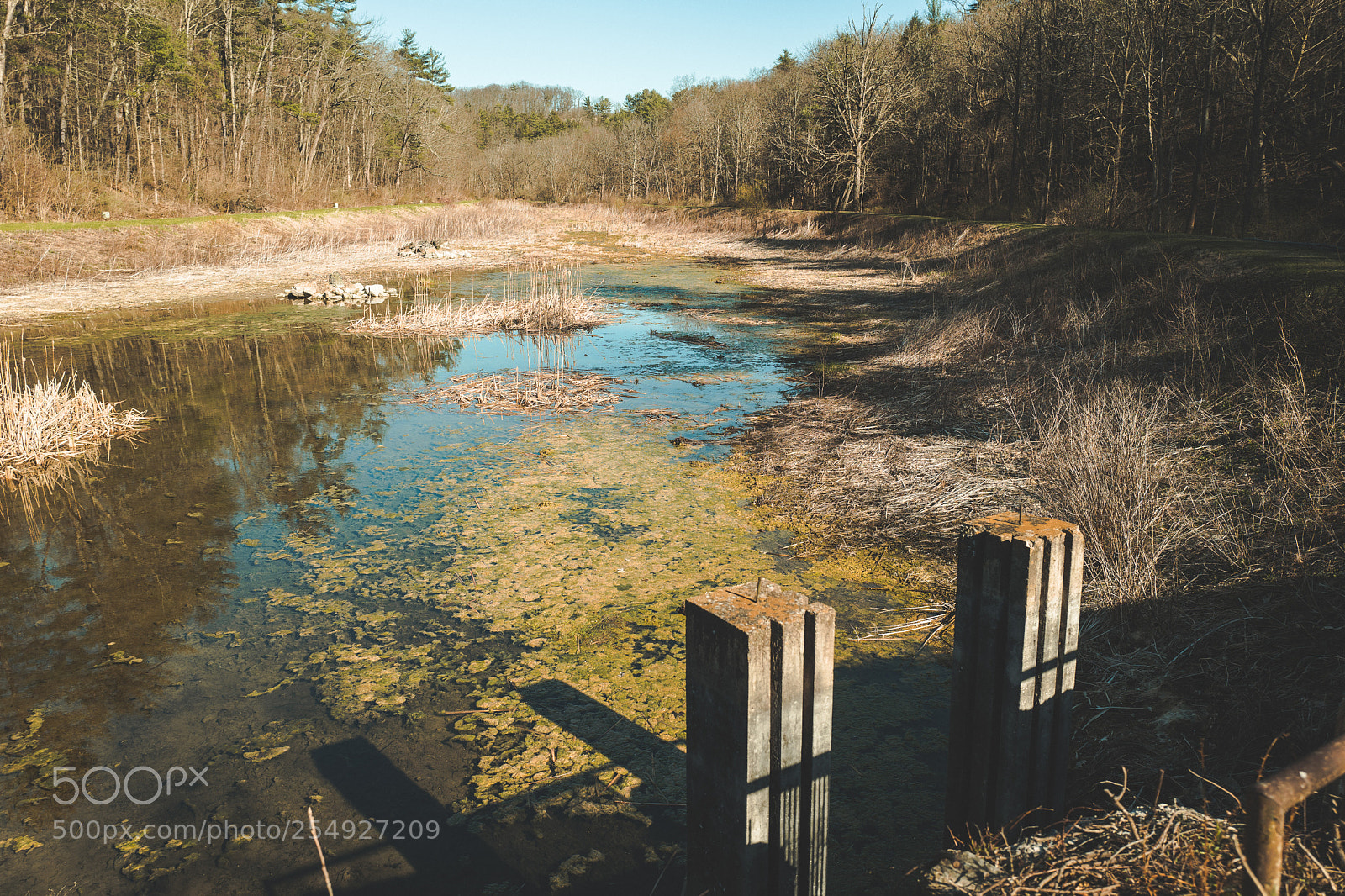 Leica Q (Typ 116) sample photo. Standing bog photography