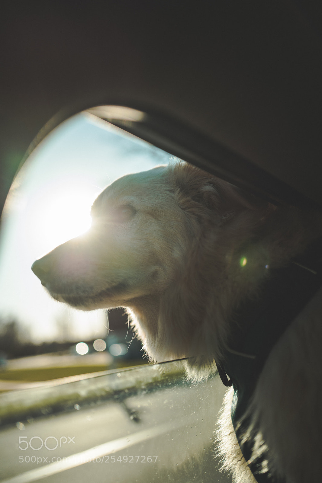 Leica Q (Typ 116) sample photo. Portrait (dog) photography