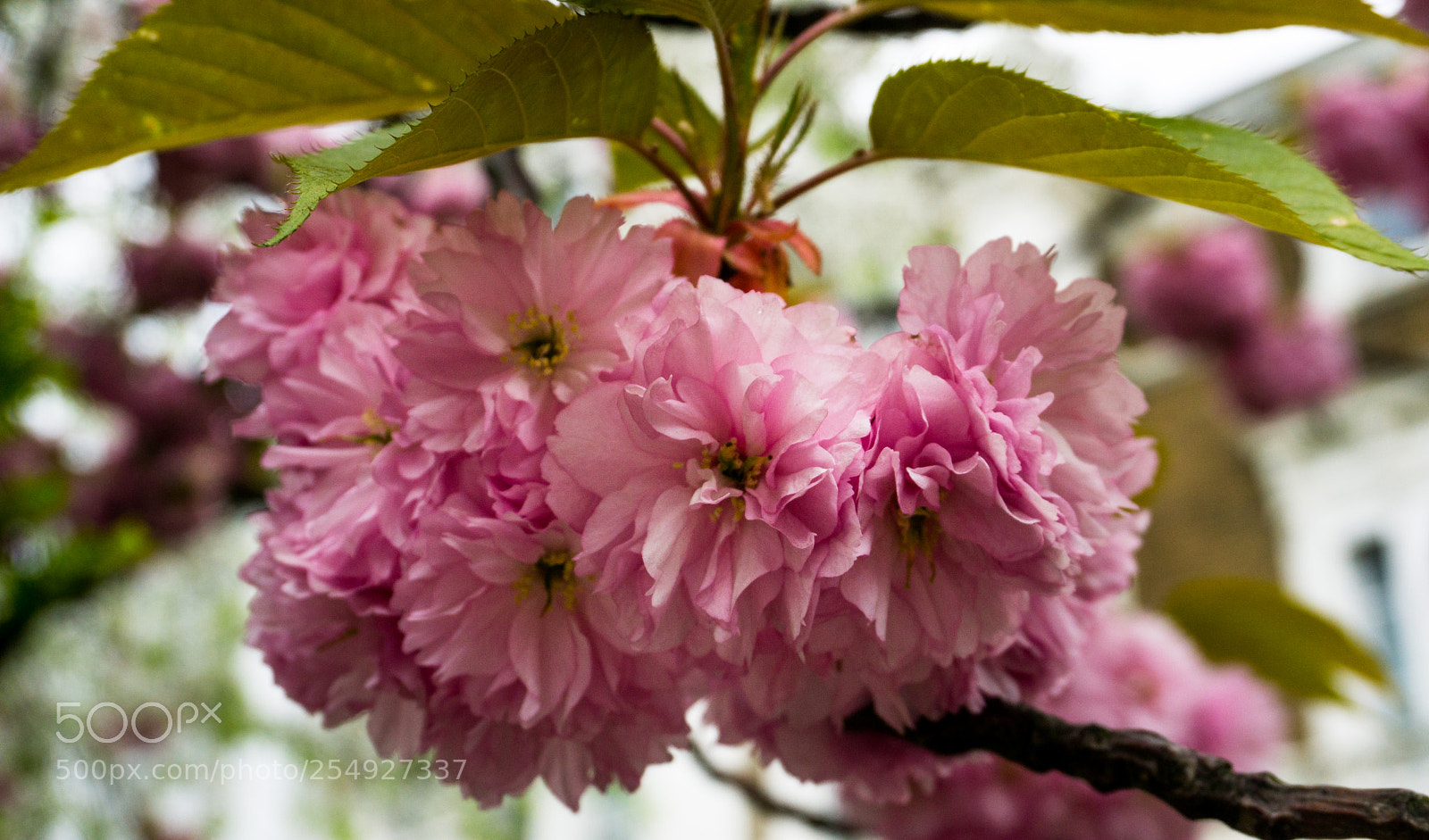 Sony a6000 sample photo. Nature in london ii photography