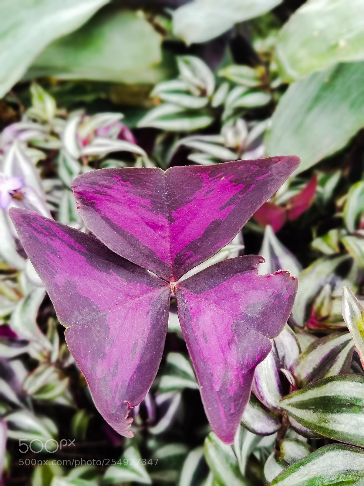 Samsung Galaxy S8 sample photo. Misere photography