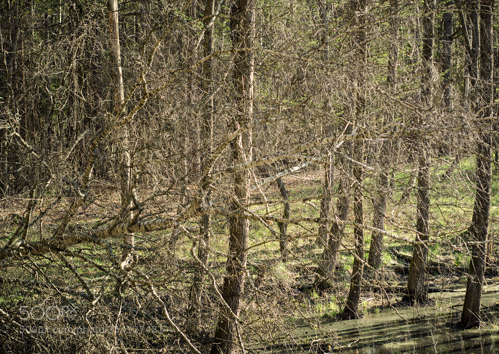 Nikon D7000 sample photo. Disharmonic tree photography