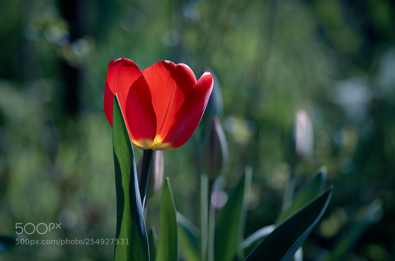 Pentax K-30 sample photo. Tulip flower photography