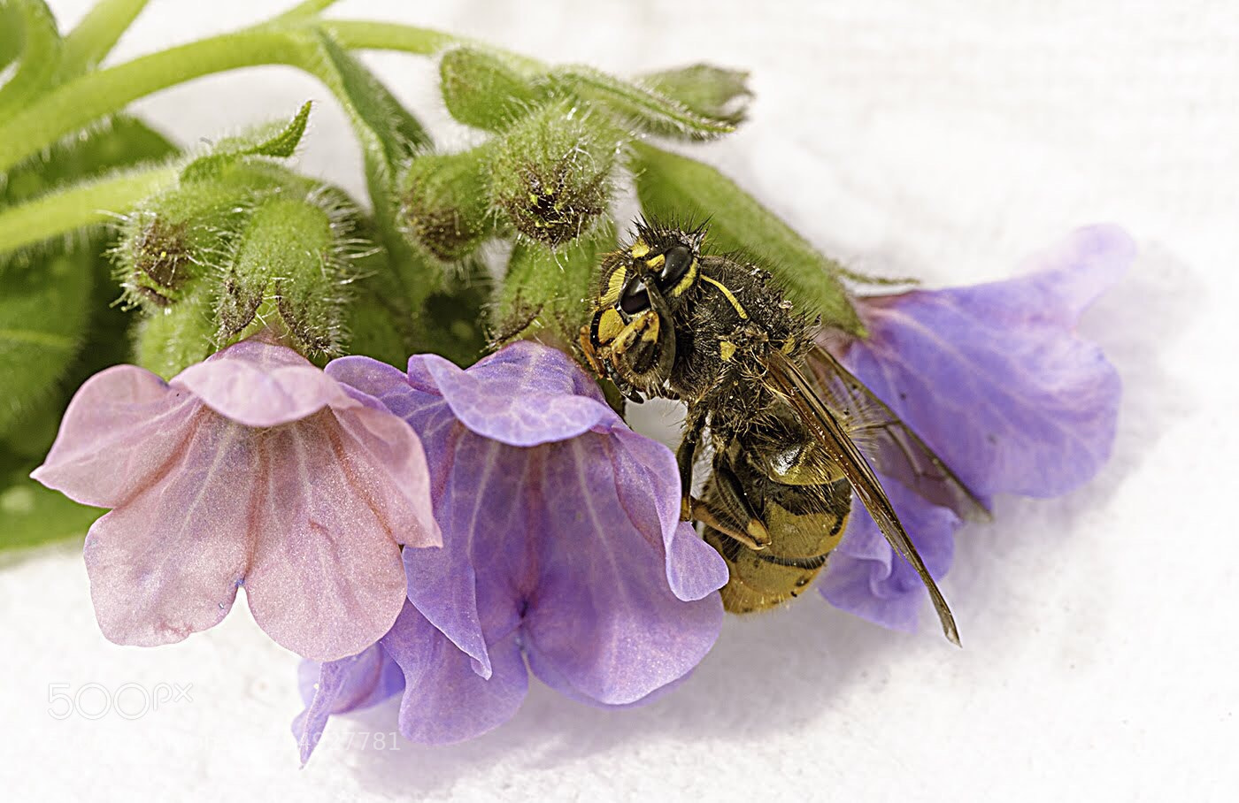 Olympus PEN E-PL5 sample photo. Macro wasp photography