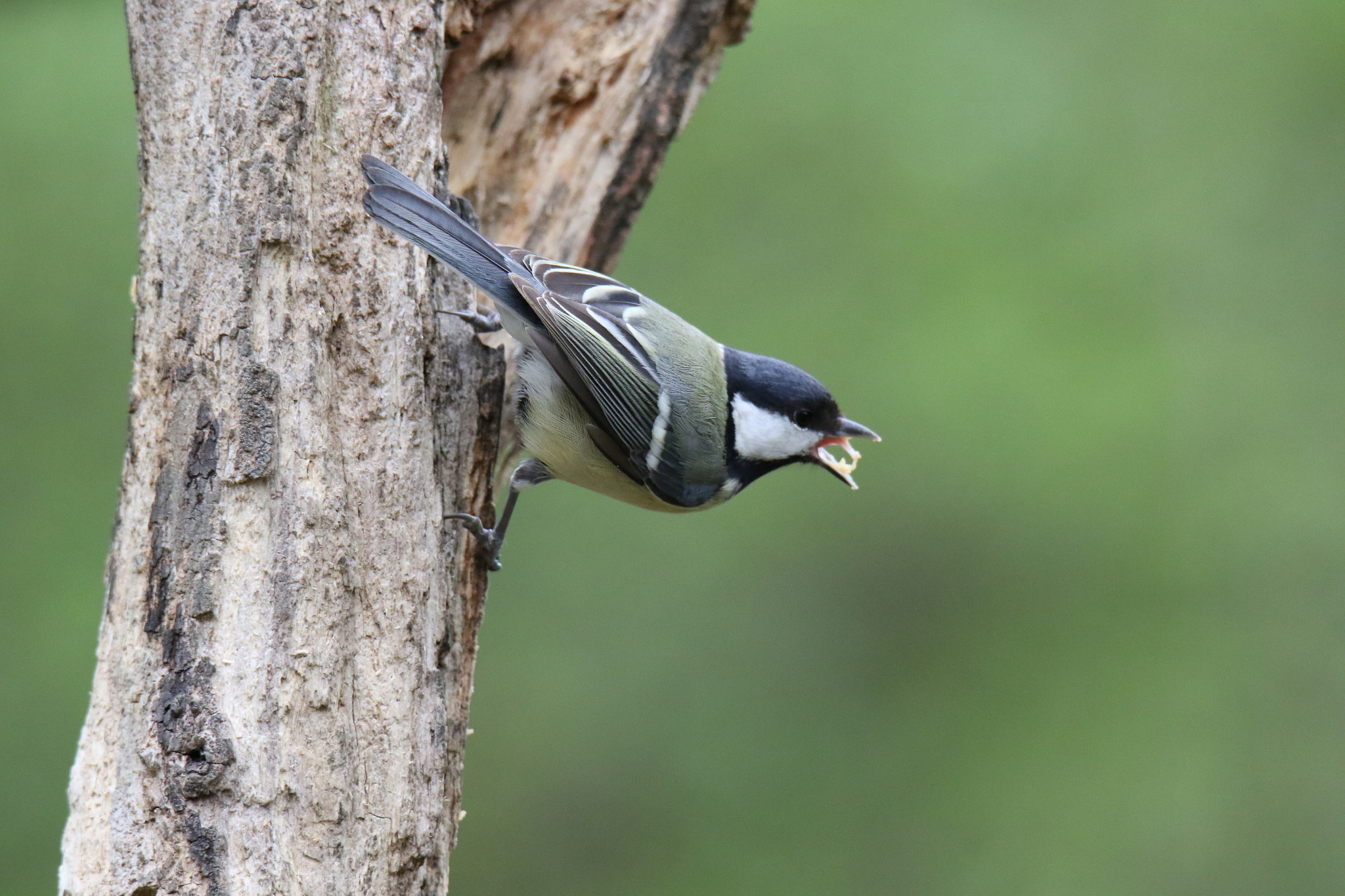 Canon EOS 7D Mark II sample photo. A photography