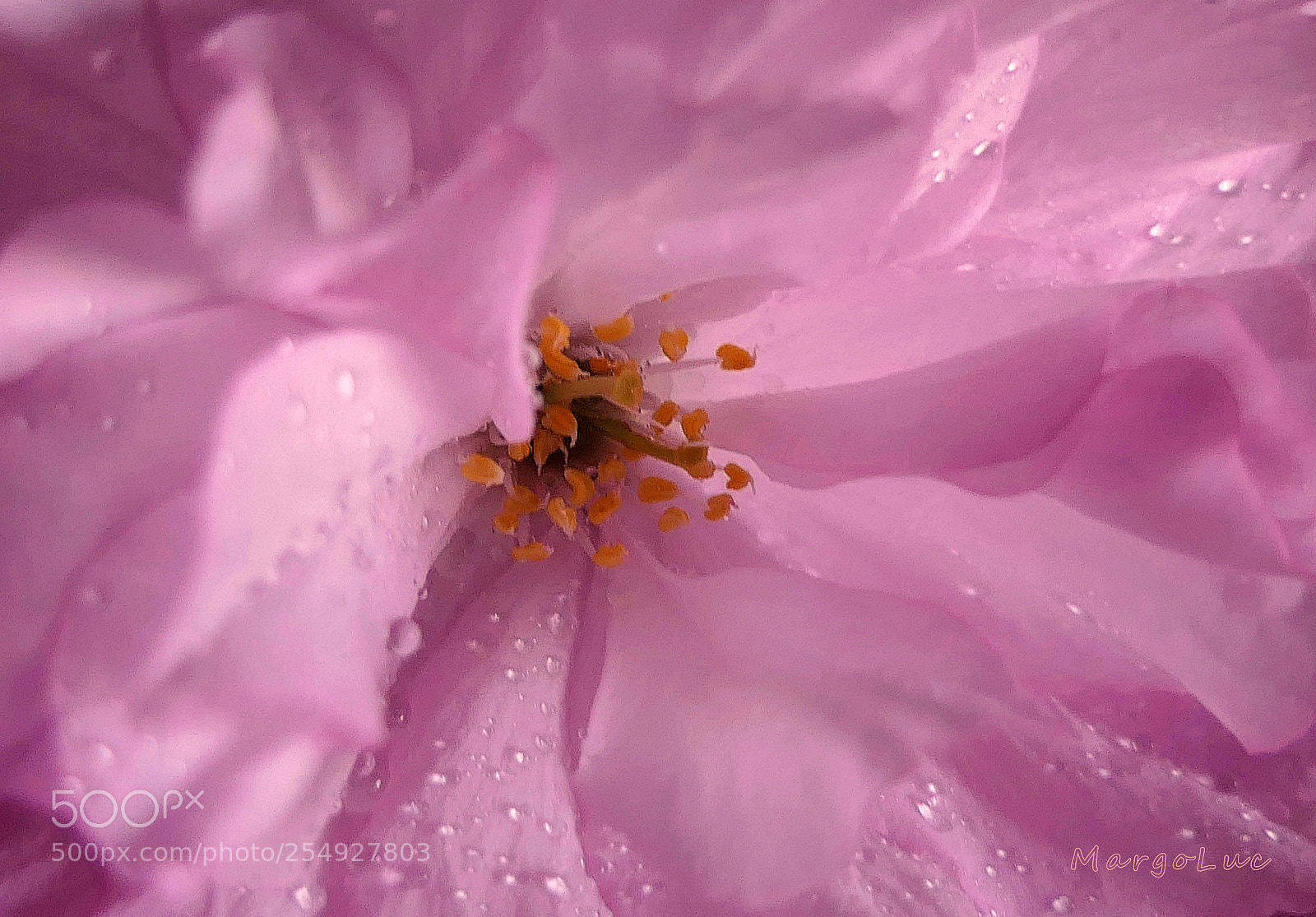 Panasonic Lumix DMC-FZ2500 (Lumix DMC-FZ2000) sample photo. Cherry blossom's heart ... photography
