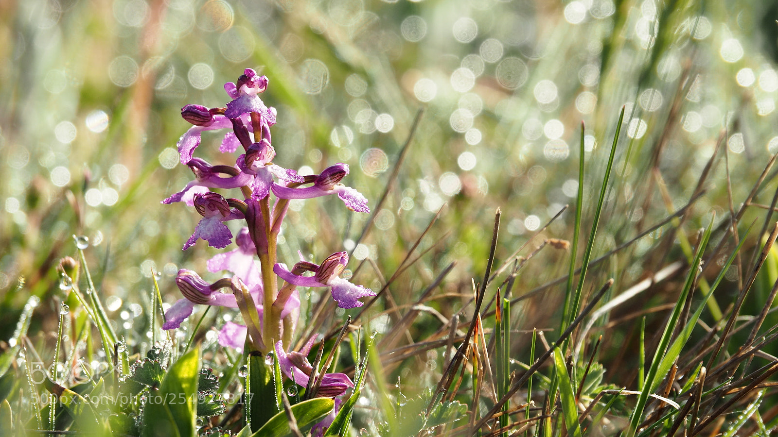 Olympus OM-D E-M5 II sample photo. Spring is here.... photography