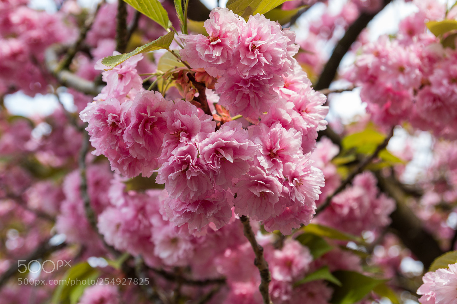 Canon EOS 70D sample photo. In voller blüte photography