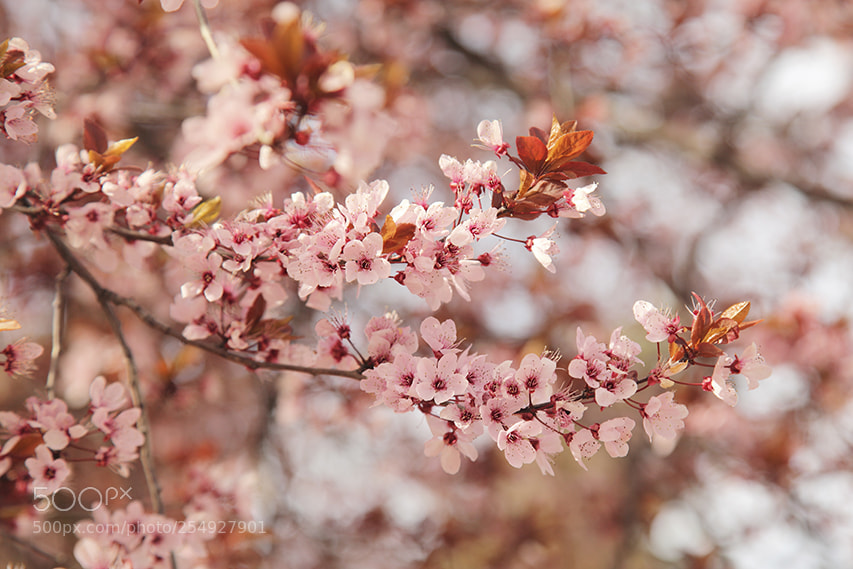 Canon EOS 5D Mark II sample photo. Primavera photography
