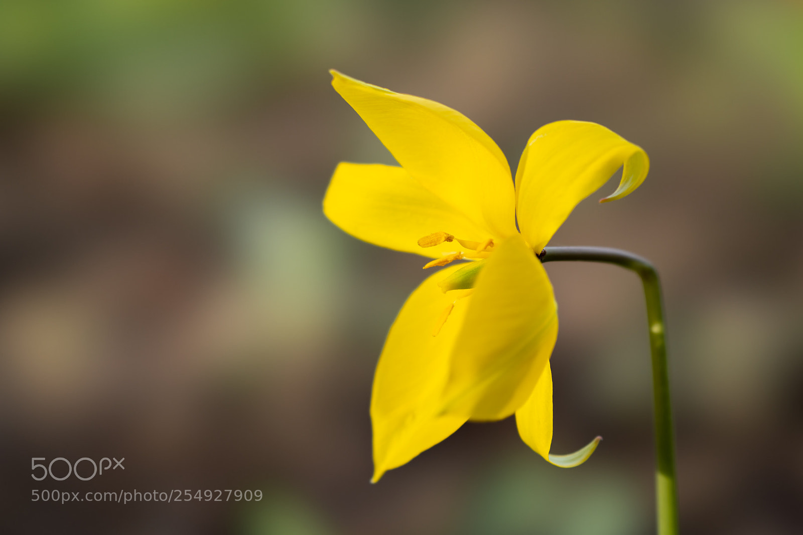 Sony a7R II sample photo. Curly petals photography