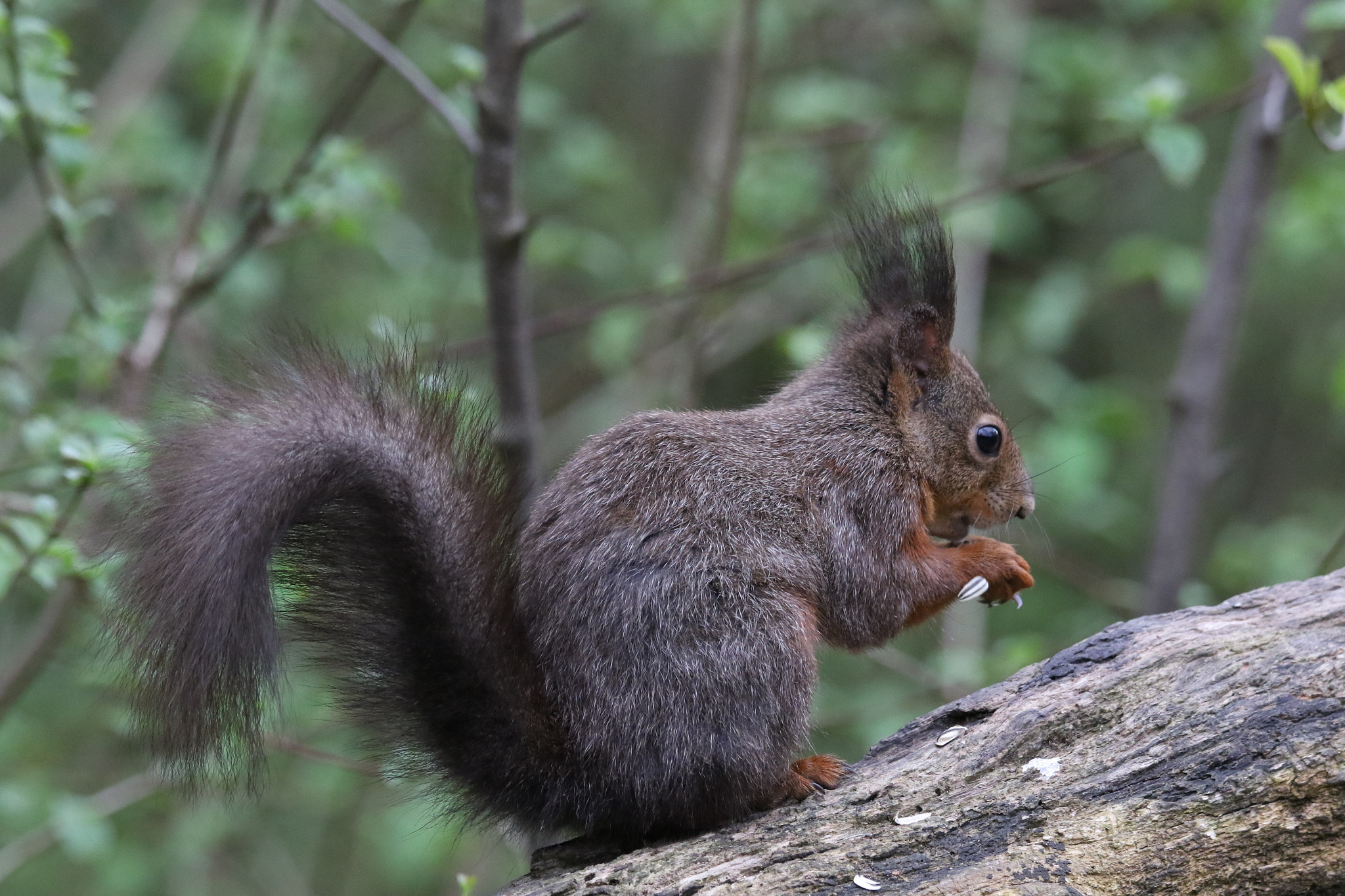 Canon EOS 7D Mark II sample photo. Love squirrel photography