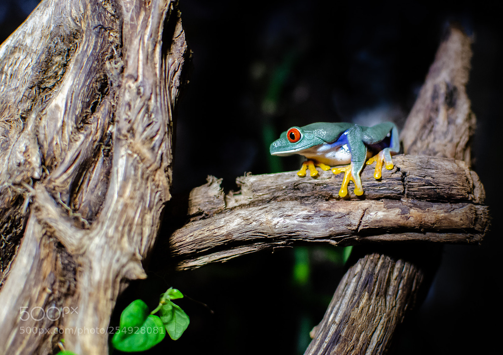 Nikon D7000 sample photo. Froggy photography