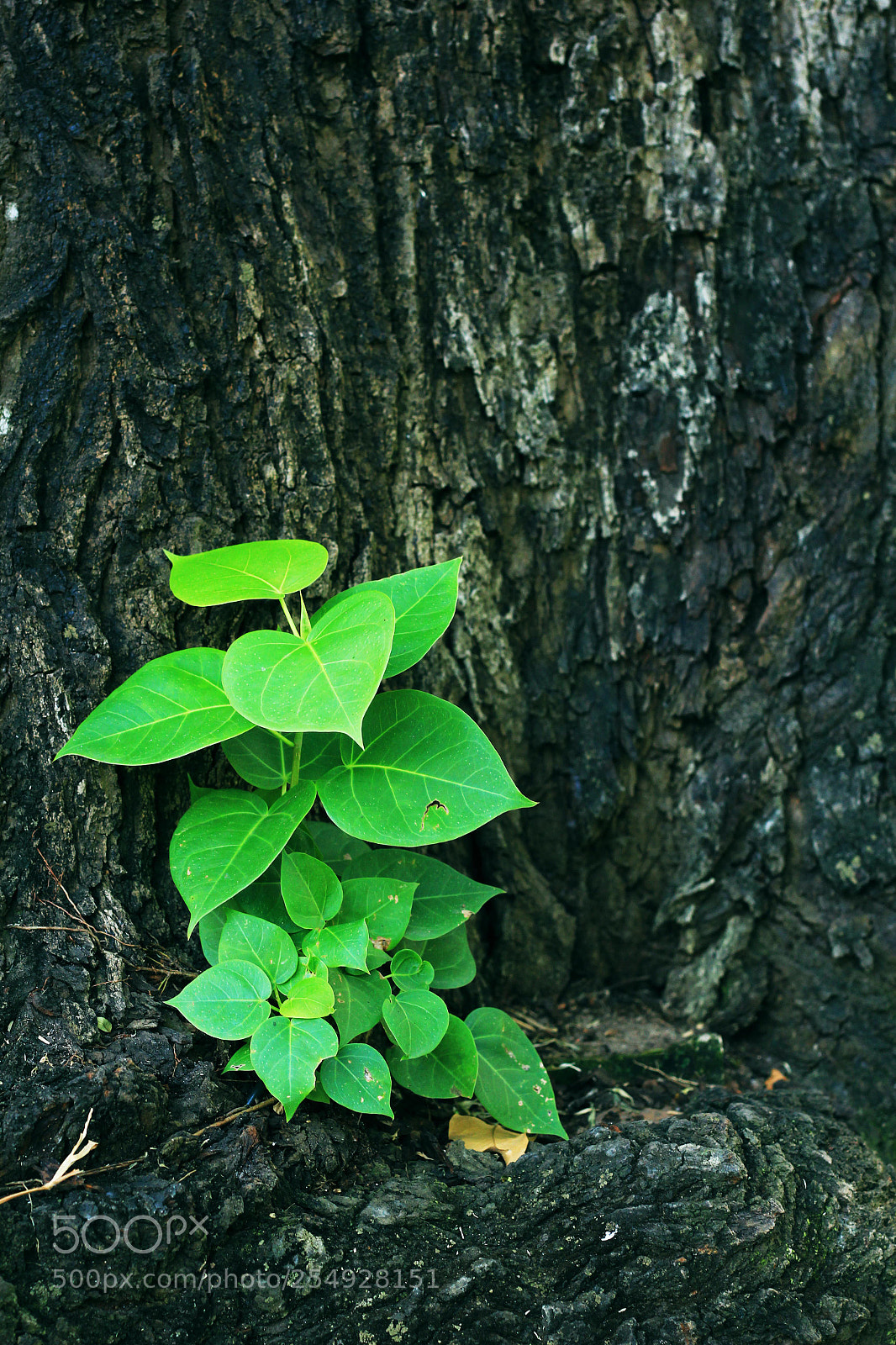 Canon EOS 60D sample photo. The wild grass photography