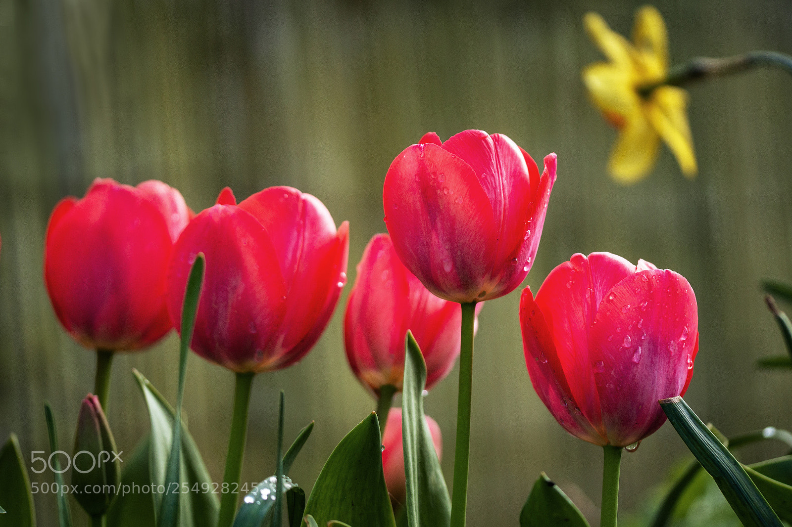 Sony SLT-A99V sample photo. More tulips photography